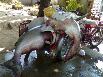 ปลาบึกที่นครสวรรค์