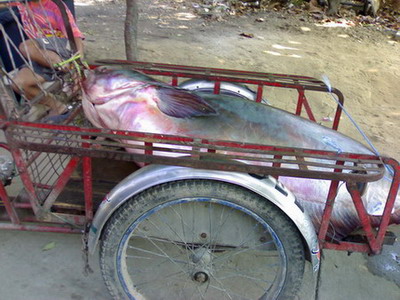 ปลาบึกที่นครสวรรค์