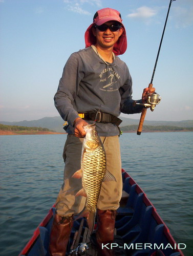 ชะโด/กระสูบ/ยี่สก....ที่แพ kp mermaid