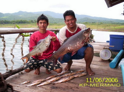 ชะโด/กระสูบ/ยี่สก....ที่แพ kp mermaid