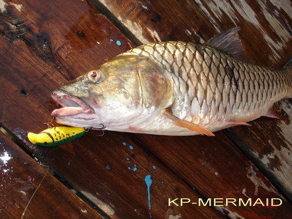 กระสูบ 5 กิโลที่แพ kp mermaid ส่งท้ายปี 2006