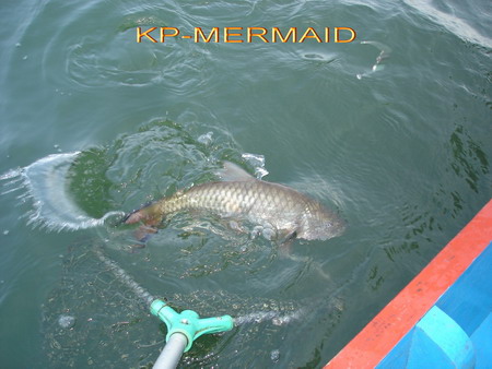 ต้อนรับปี 2007 กับกระสูบฝูงบ้า  kp mermaid