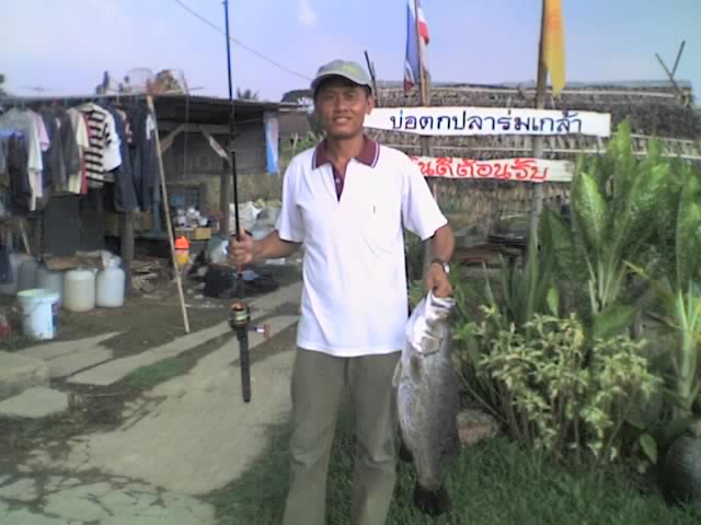 กะพงร่มเกล้า