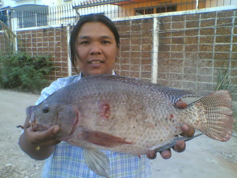 นิลใหญ่น่ากิน