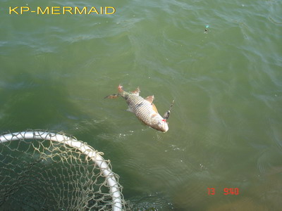 ผิดคิว จ้วง! กดใหญ่ kp_mermaid