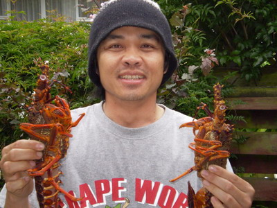 เจอมังกรโดยบังเอิญที่ New Zealand