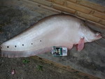 ปลากราย 4.5kg (จากเมืองน่าน)