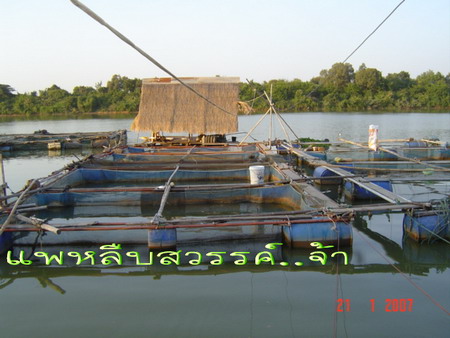 กะชังปลาริมแม่น้ำมูล