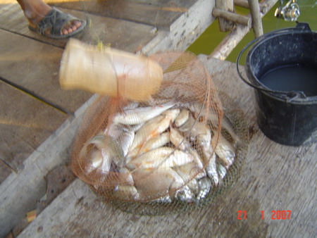 กะชังปลาริมแม่น้ำมูล
