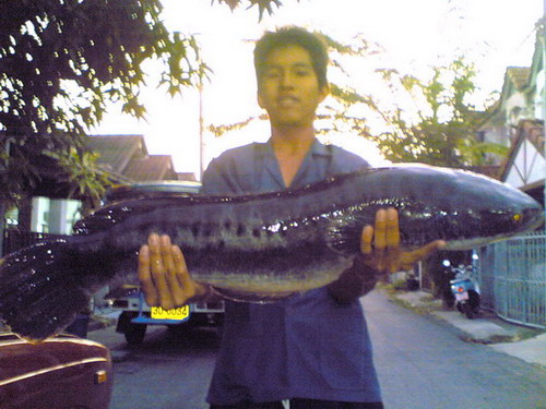 ชะโดใหญ่.....เมืองเพชรบุรี