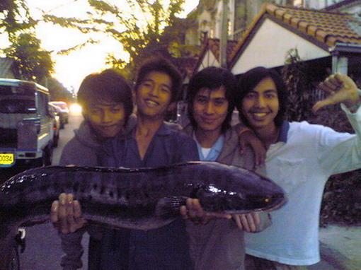 ชะโดใหญ่.....เมืองเพชรบุรี
