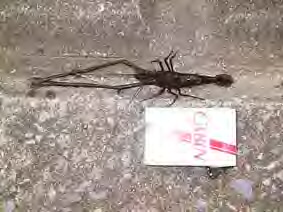ยุ่นตกกุ้ง