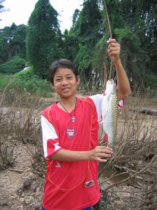 ต้นแม่นำเมย