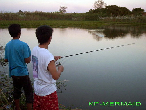 ชะโดบ้านหนองทอง..กำแพงเพชร