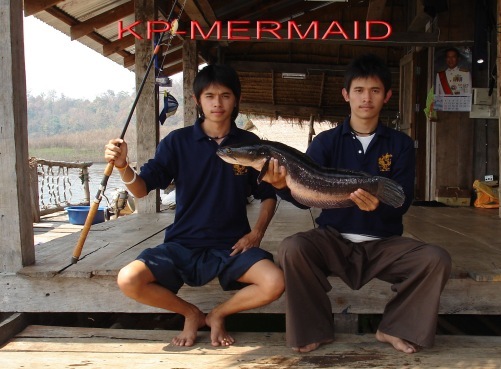 ตรุษจีน รับอั่งเปา ที่แพkp_mermaid
