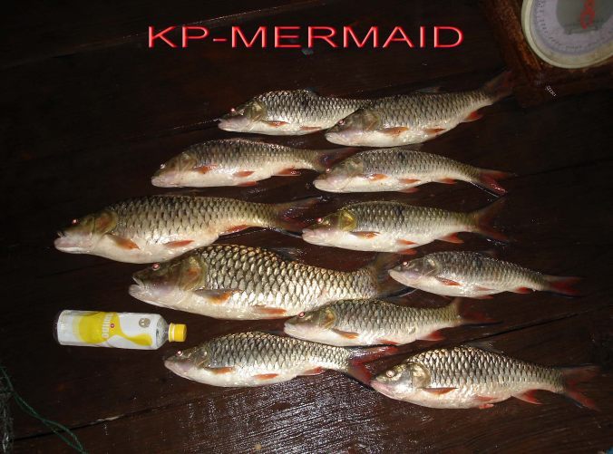 ตรุษจีน รับอั่งเปา ที่แพkp_mermaid