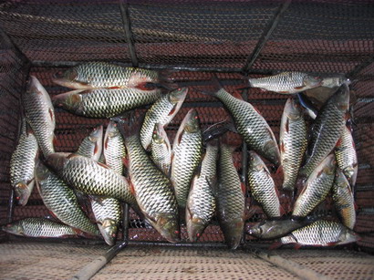 เขื่อนศรีนครินทร์ 17-18มีนา50 ขอเชิญร่วมทริปตกปลา