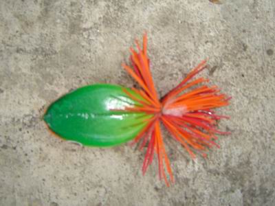 กบน้อย