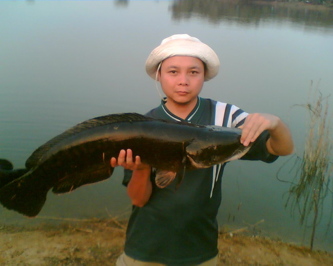 ทีมซาตาลพรานล่าชะโดที่อ่างทอง
