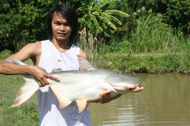 ปลาบึกที่เมืองกาญจนบุรี