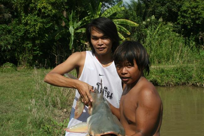 ปลาบึกที่เมืองกาญจนบุรี
