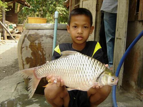 ปลาตะเพียนใหญ่ในหมายธรรมชาติ