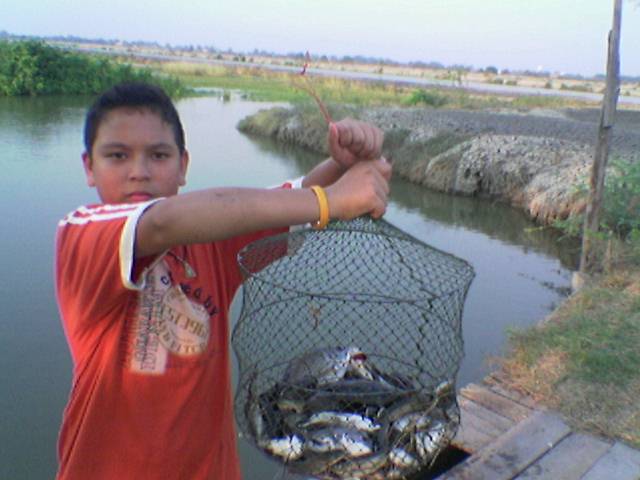 ตกปลาในวังกุ้ง (อีกง,กระพงหิน)
