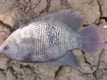 วังกลุ่ม 1 พิษณุโลก
