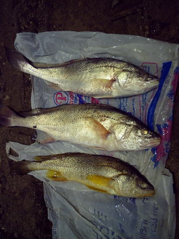 เรือจิ๋ว...กับม้ากิ่วบางปะกง