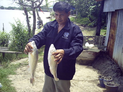 เรือจิ๋ว...กับม้ากิ่วบางปะกง