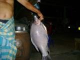 ปลากาแม่นำป่าสัก