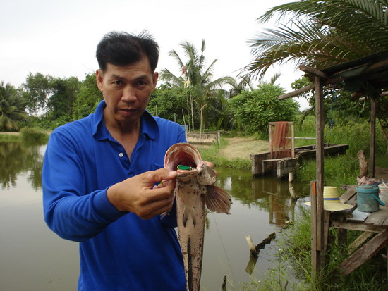 ตัวโตๆ