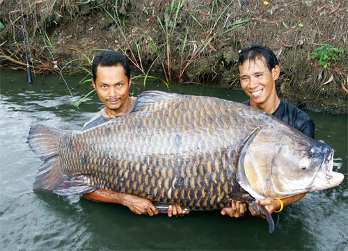 ผมอยากได้เหยือสูตรตกปลา กะโห้ ครับ ณ.บึงสำราญ