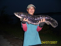 ชะโด กับเหยื่อใหม่ pj sport บางแค