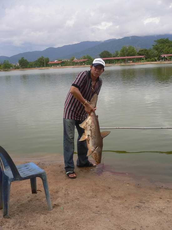 ปลาบึกบ่อเอก จังหวัดจันทบุรี