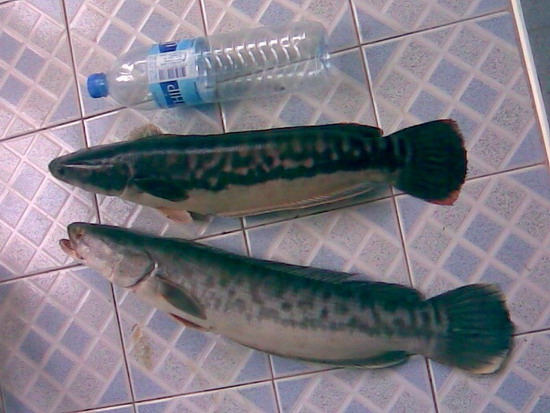 ลองส่ง