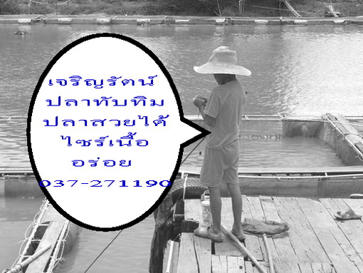 ปลาเเรดแม่น้ำปราจีนบุรี