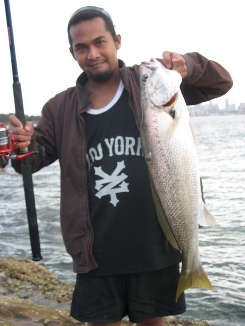 jew fish@sydney