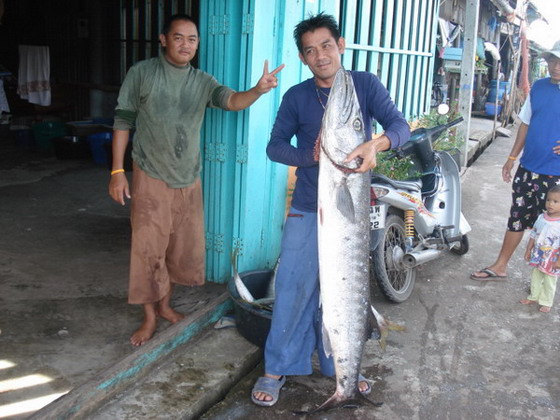 ปลาสากยักษ์ ยังมีที่ปะการัง อ.คลองใหญ่  ตราด