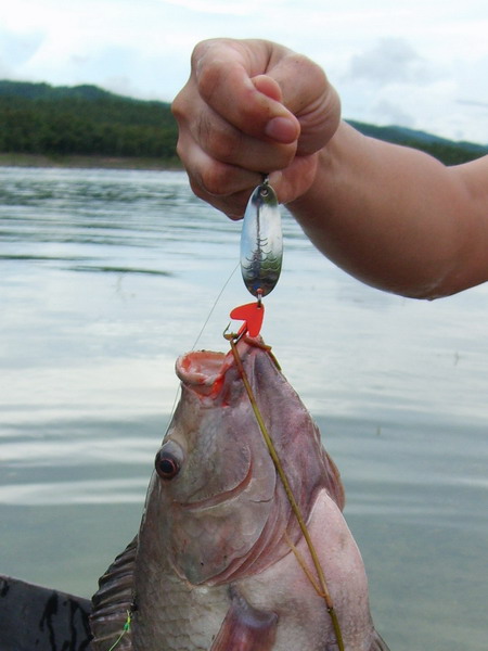 ปลานิล กินสปูน ที่แพนันทนา กาญจนบุรี