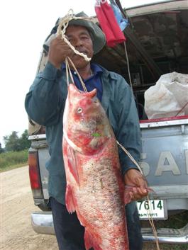 ปลาจีน บางบาล
