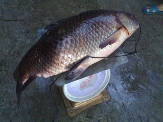 สะปิ๋ว..ตอน สยบไอ้รถถังเกือบ 10 โล