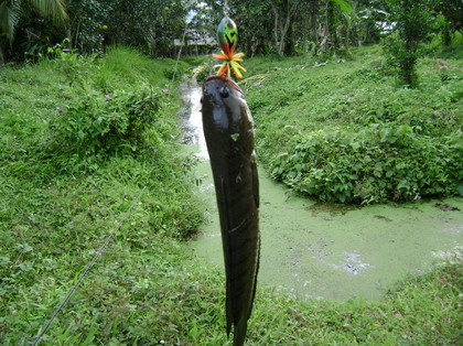 กาดกันสวะใหม่  กับการทดสอบ