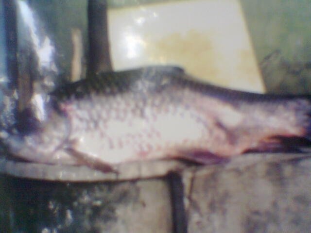 ยี่สกที่เขื่อนศรี ฯ