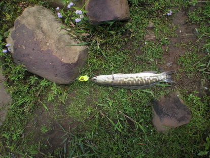 ทริปเล็กๆ ปลาตัวสั้นๆแต่ไกล ที่อ่างพระปรง (จ.อรัญ)