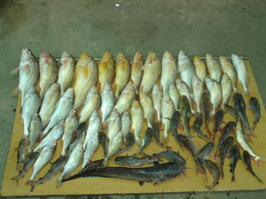ปลาม้าและหางกิ่วที่จุกเฌอ โดยซุ้มพนัส   ( บางประกง