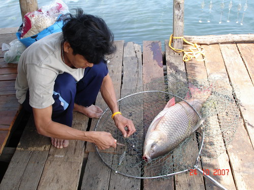 แพอังคณา เขื่อนเขาแหลม กาญจนบุรี ( ยี่สกใหญ่ )