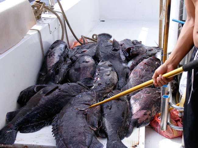 Jiging กับ Yellow Fin ขนาด 65kgs ในทะเลอันดามัน