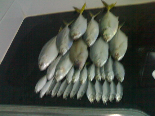 fly fishing หน้าบ้าน