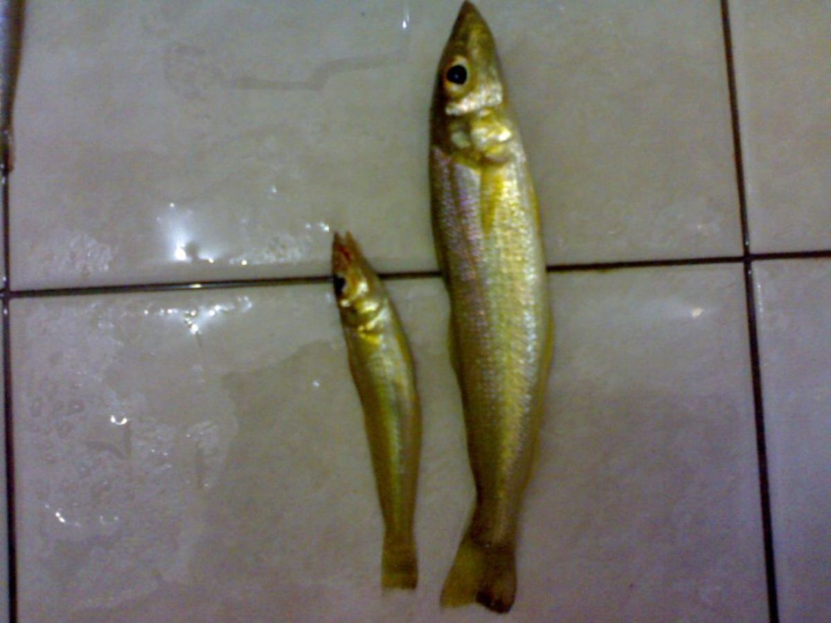 สมาชิกใหม่คับ...เห็นแล้วอยากกินแกงป่า